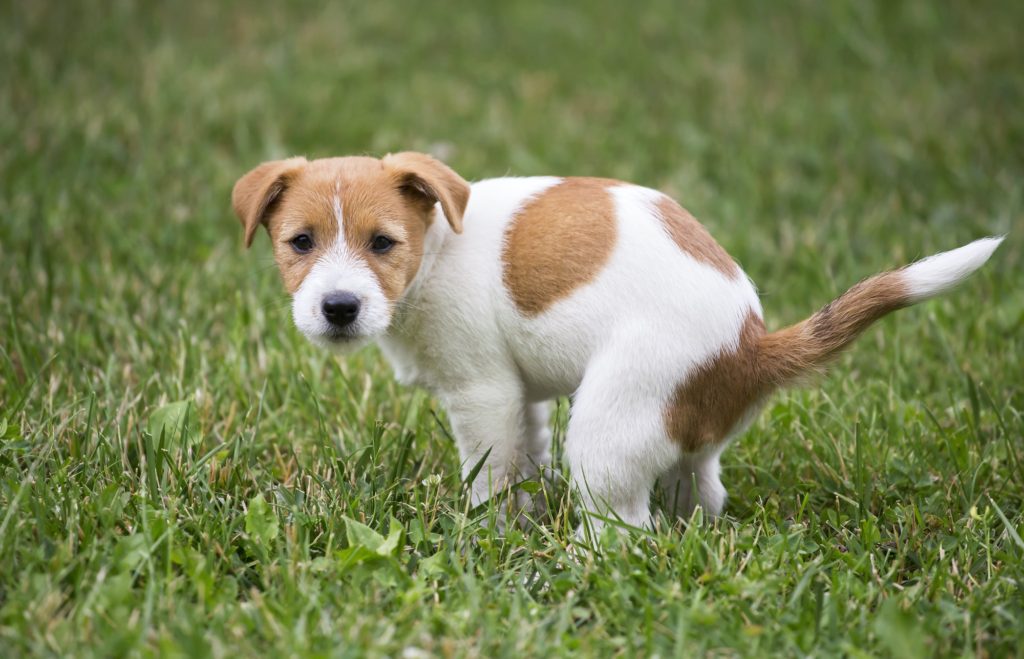 Dog puppy doing his toilet